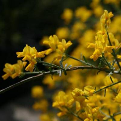 GENISTA LYDIA